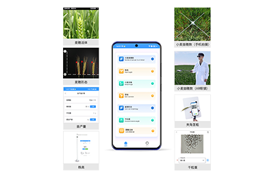 九江市小麦表型测量仪IN-XM05